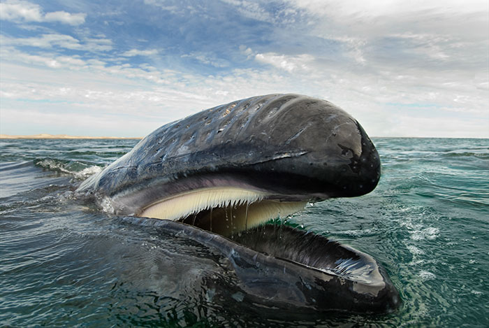 fotografia-cetaceos-ballenas-delfines-christopher-swann (10)
