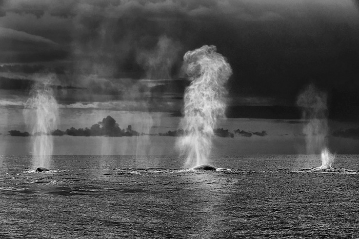fotografia-cetaceos-ballenas-delfines-christopher-swann (2)