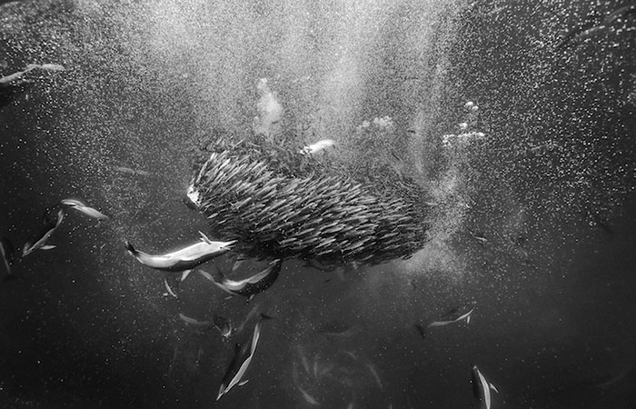fotografia-cetaceos-ballenas-delfines-christopher-swann (6)