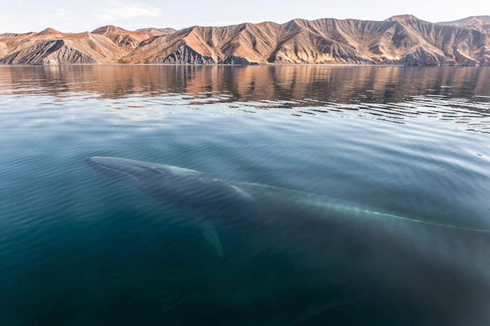 fotografia-cetaceos-ballenas-delfines-christopher-swann (7)