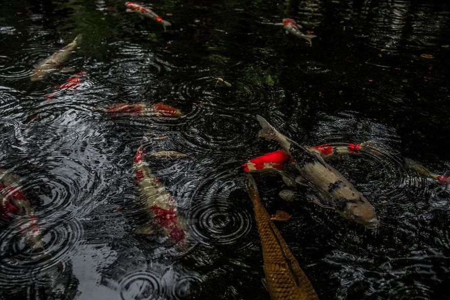 fotos-epoca-lluvias-japon-hidenobu-suzuki (5)