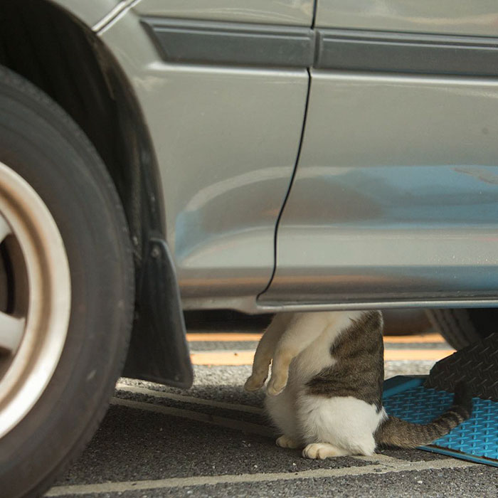 fotos-gatos-callejeros-tokyo-masayuki-oki (1)