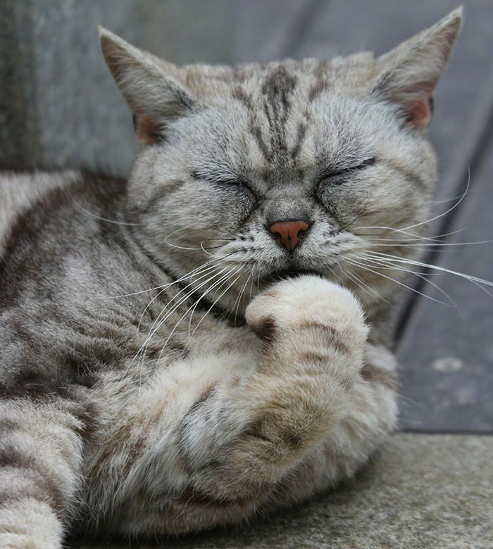 fotos-gatos-callejeros-tokyo-masayuki-oki (10)