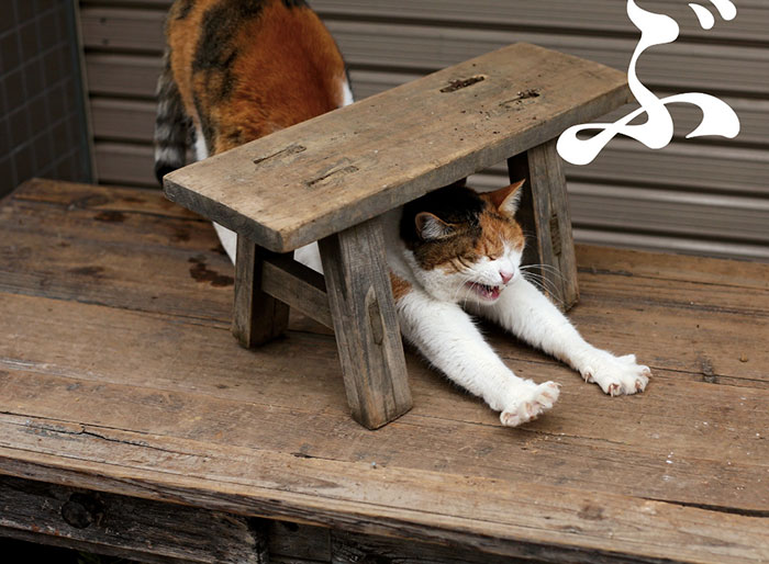 fotos-gatos-callejeros-tokyo-masayuki-oki (5)
