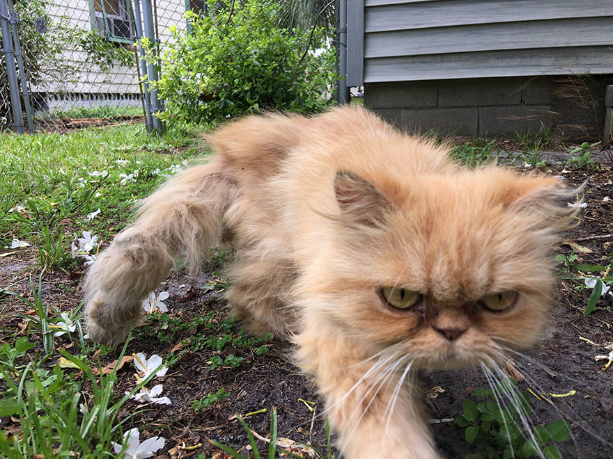 garfield-un-gato-grunon-pelirrojo-adoptado (1)