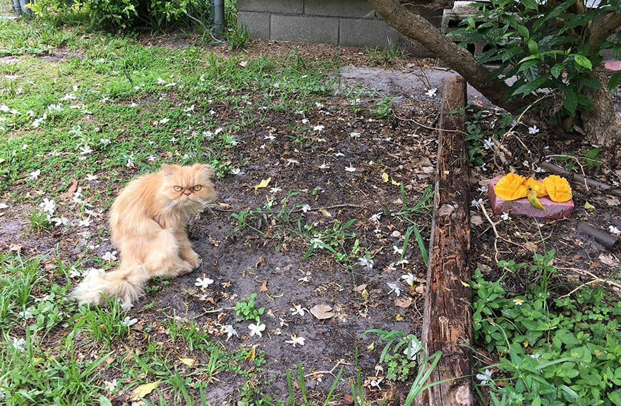 garfield-un-gato-grunon-pelirrojo-adoptado (2)