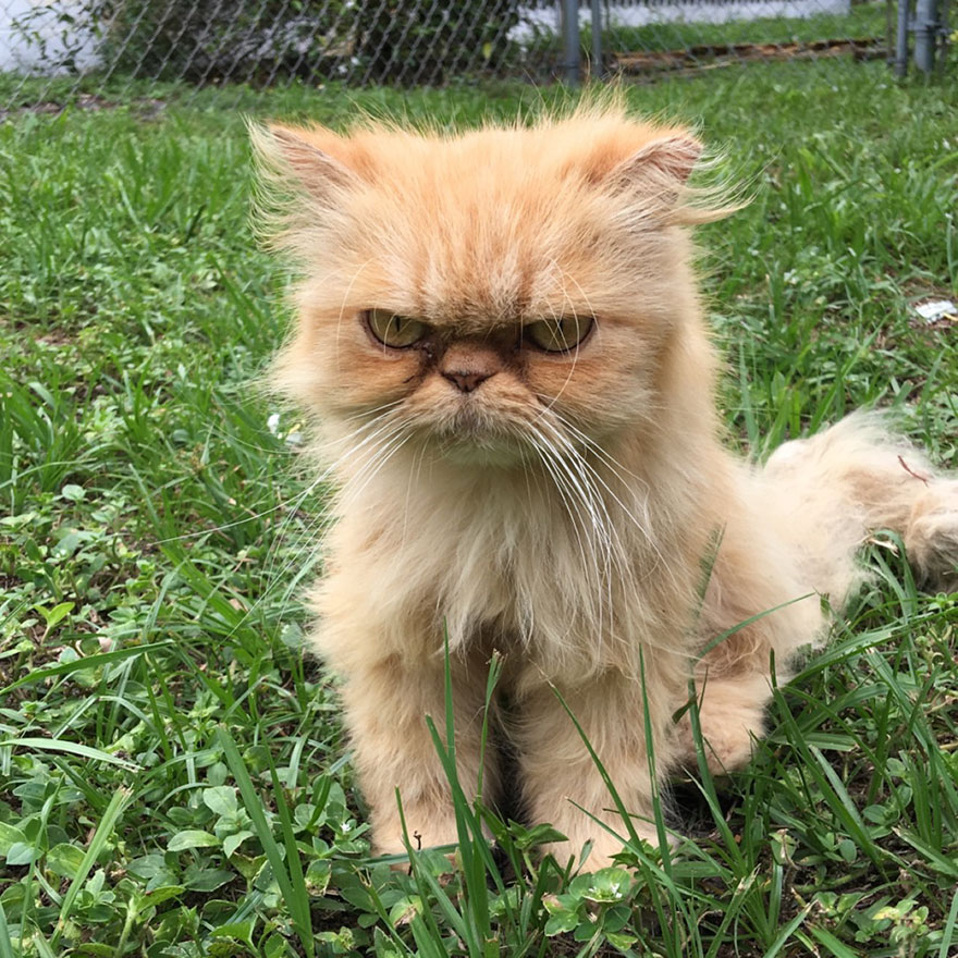 garfield-un-gato-grunon-pelirrojo-adoptado (3)