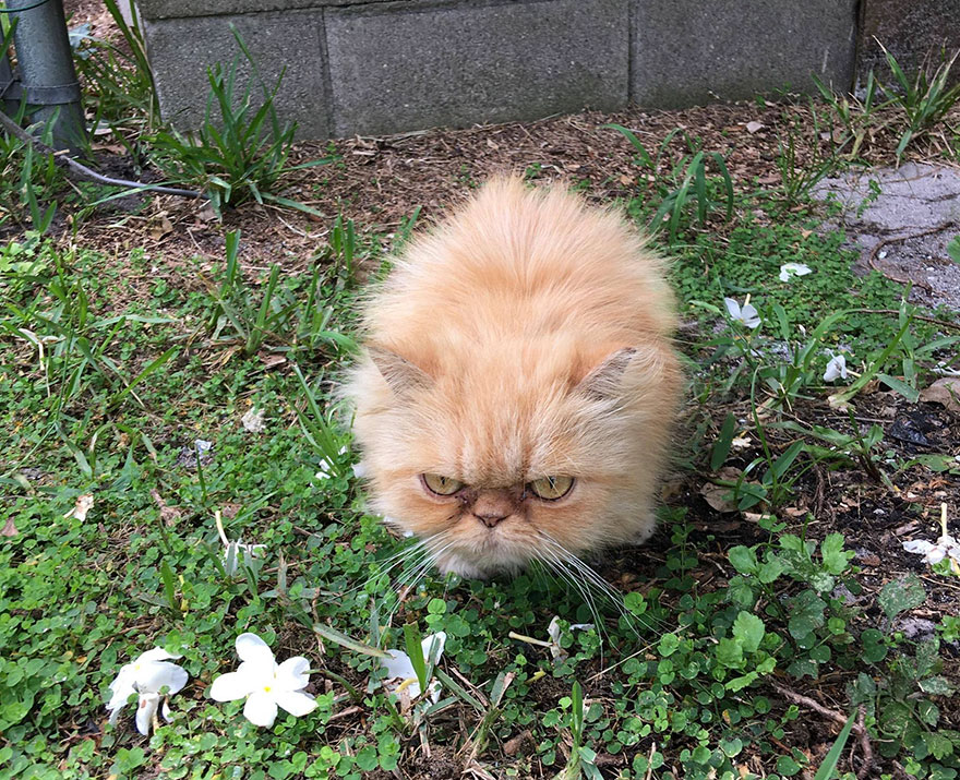 garfield-un-gato-grunon-pelirrojo-adoptado (4)