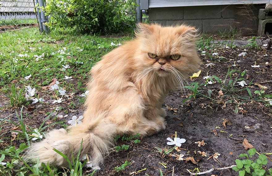 garfield-un-gato-grunon-pelirrojo-adoptado (6)