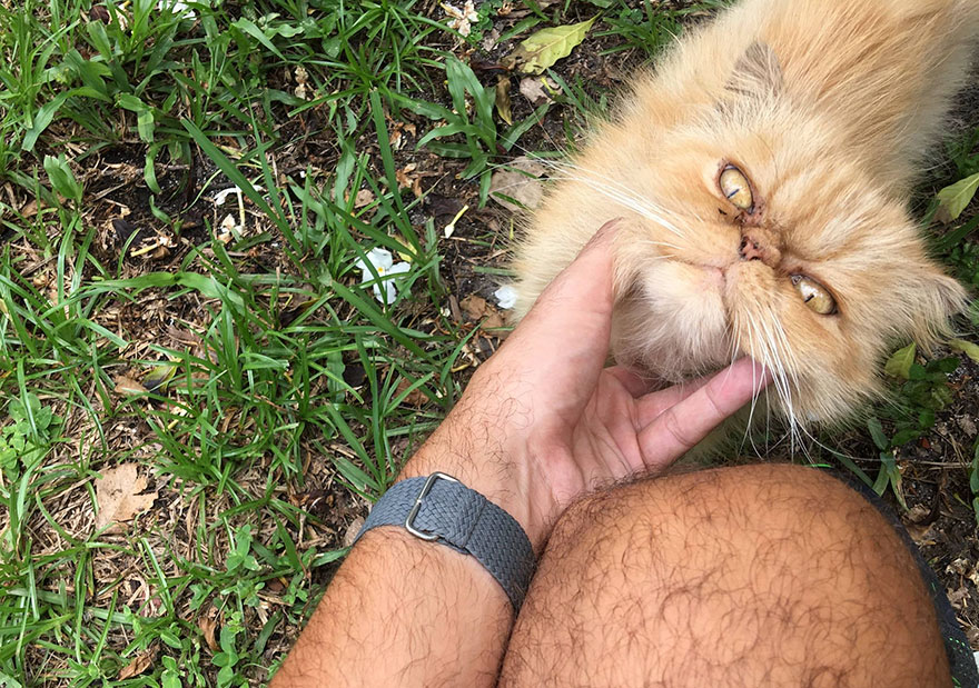 garfield-un-gato-grunon-pelirrojo-adoptado (7)