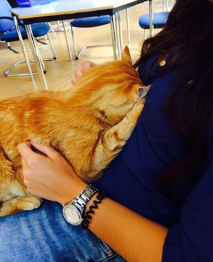 gato-campus-antiestres-universidad-augsburg-alemania (1)