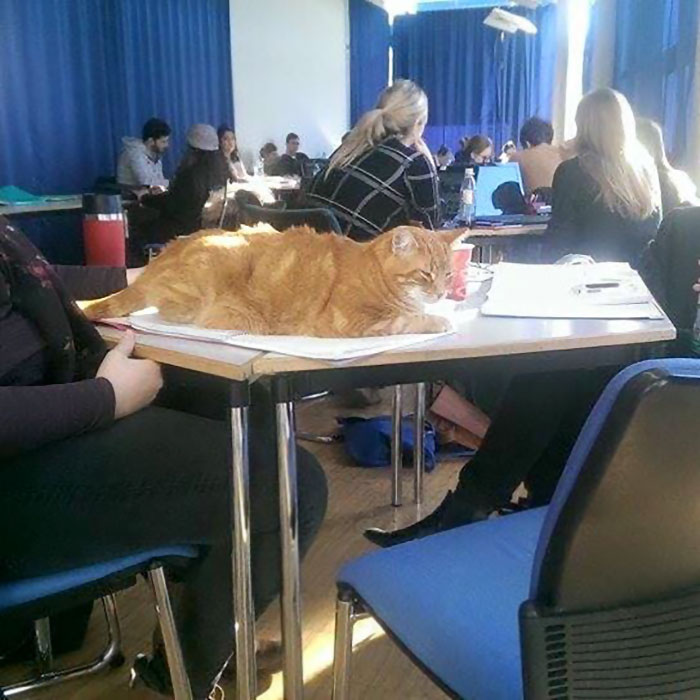 gato-campus-antiestres-universidad-augsburg-alemania (10)