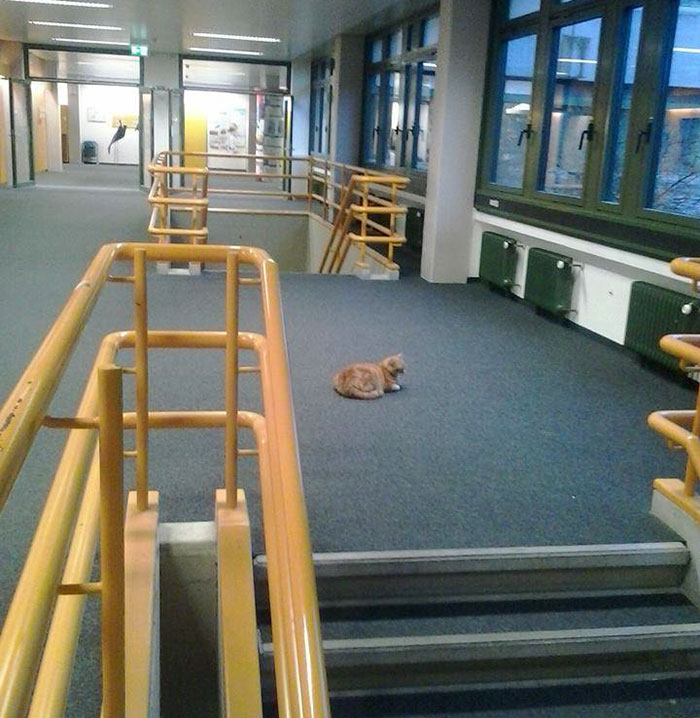 gato-campus-antiestres-universidad-augsburg-alemania (13)