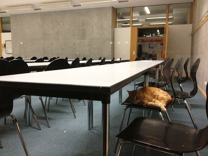 gato-campus-antiestres-universidad-augsburg-alemania (14)