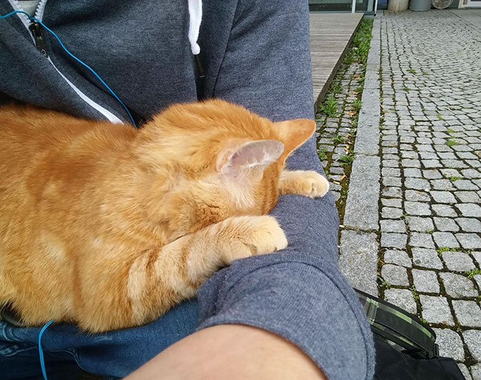 gato-campus-antiestres-universidad-augsburg-alemania (4)