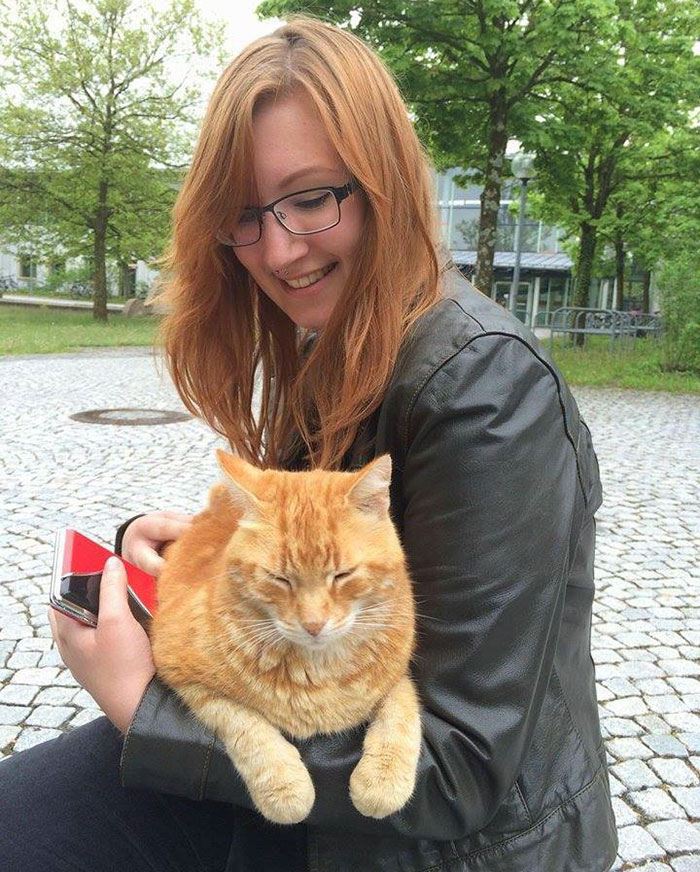 gato-campus-antiestres-universidad-augsburg-alemania (5)