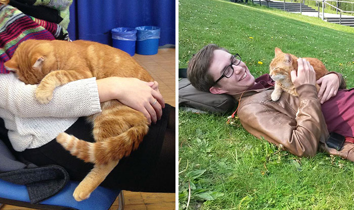 Este gato acude cada día a la universidad para ayudar con mimos a los estudiantes