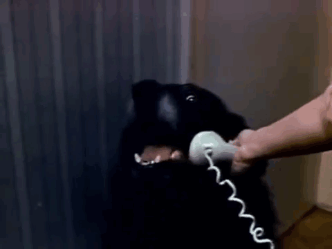 llamadas-perros-telefono-emergencias-reverend-scott (1)