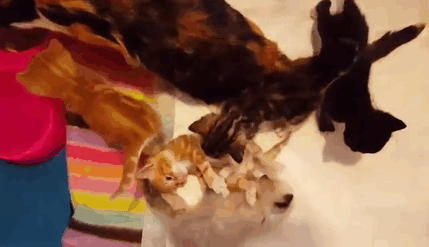 madre-gata-paralitica-princess (1)