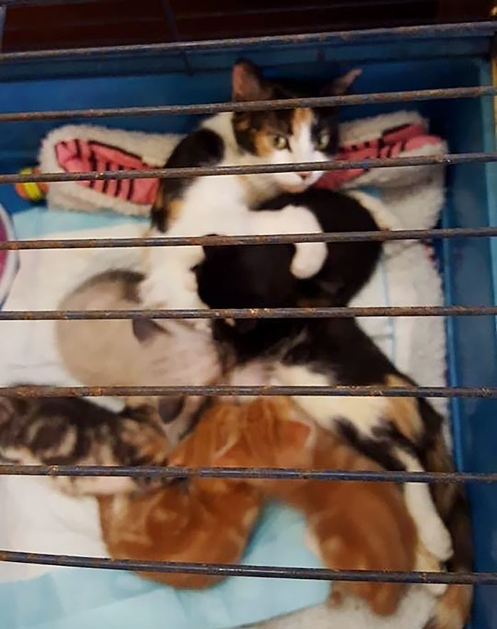 madre-gata-paralitica-princess (1)