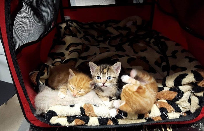 madre-gata-paralitica-princess (2)