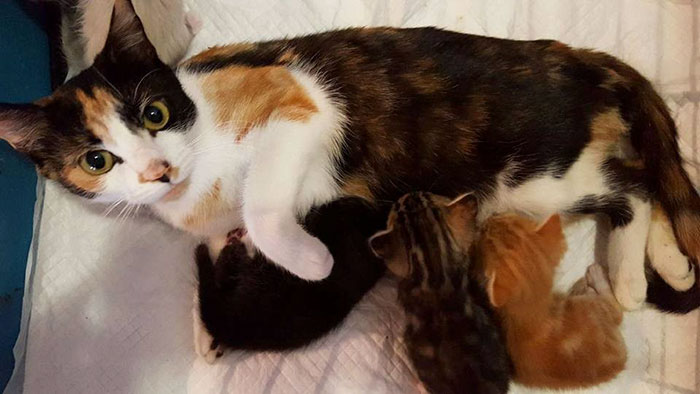 madre-gata-paralitica-princess (3)