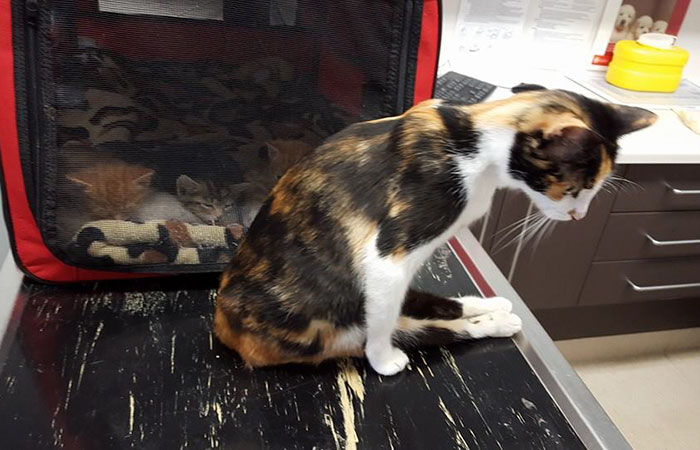 madre-gata-paralitica-princess (4)