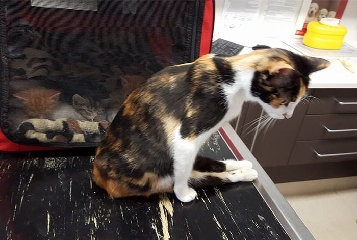 Esta gata paralítica se arrastró hasta donde dejó a sus crías después de que un vecino intentara matarla