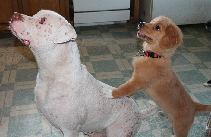 perro-sarna-mojo-rescatado-joey-wagner (1)