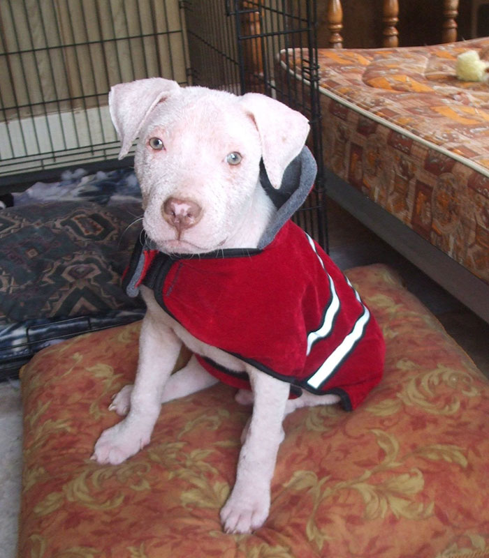 perro-sarna-mojo-rescatado-joey-wagner (2)