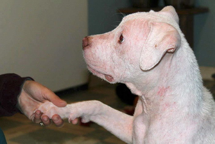 perro-sarna-mojo-rescatado-joey-wagner (5)