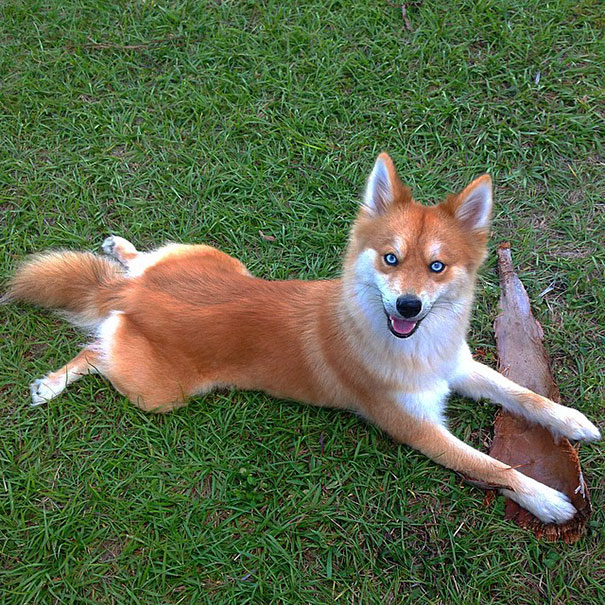 perro-zorro-cruce-pomeranio-husky-mya (1)
