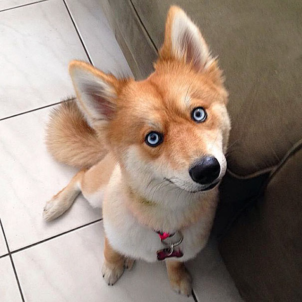 perro-zorro-cruce-pomeranio-husky-mya (10)