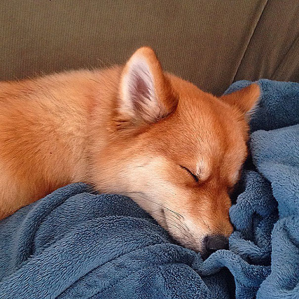 perro-zorro-cruce-pomeranio-husky-mya (12)