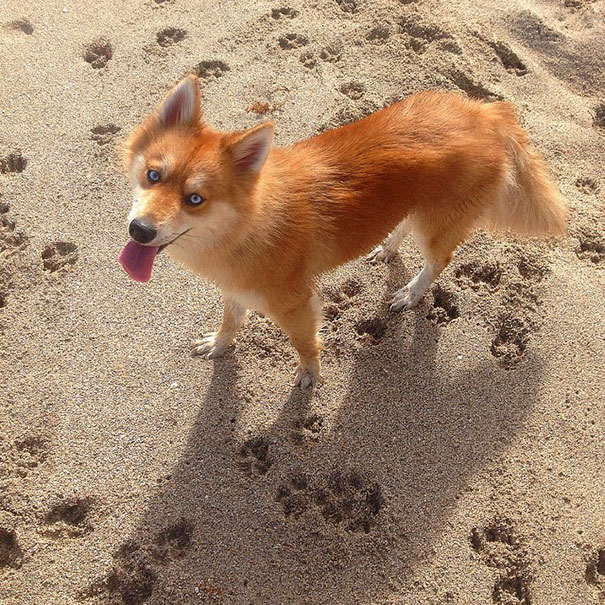 perro-zorro-cruce-pomeranio-husky-mya (2)