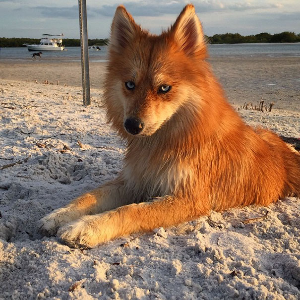 perro-zorro-cruce-pomeranio-husky-mya (3)