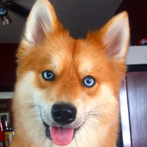 perro-zorro-cruce-pomeranio-husky-mya (5)