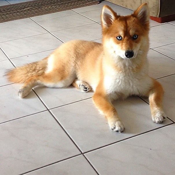perro-zorro-cruce-pomeranio-husky-mya (6)