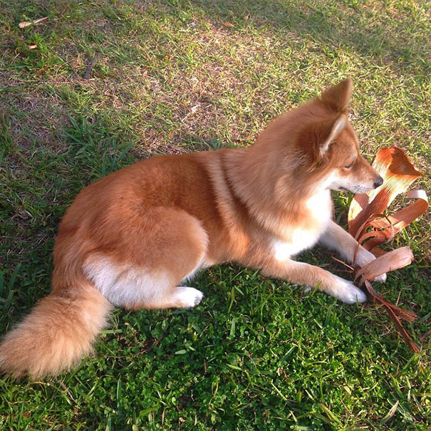 perro-zorro-cruce-pomeranio-husky-mya (7)