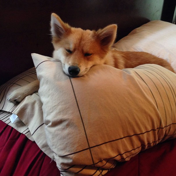 perro-zorro-cruce-pomeranio-husky-mya (8)