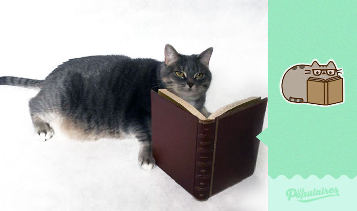 recreacion-gato-pusheen-jackie-julien-therrien (10)