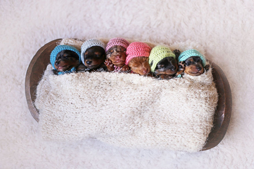 sesion-fotos-maternidad-perros-salchicha (1)