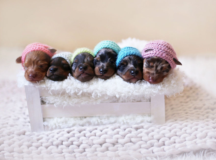sesion-fotos-maternidad-perros-salchicha (2)