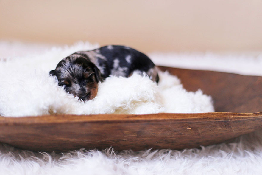 sesion-fotos-maternidad-perros-salchicha (3)