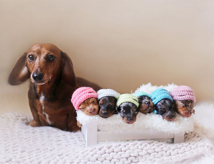 Esta orgullosa mamá salchicha posa con sus 6 diminutas salchichitas en una sesión de fotos de maternidad