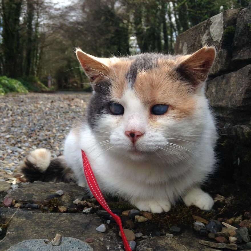 stevie-gata-ciega-escalada-fines-beneficos-irlanda