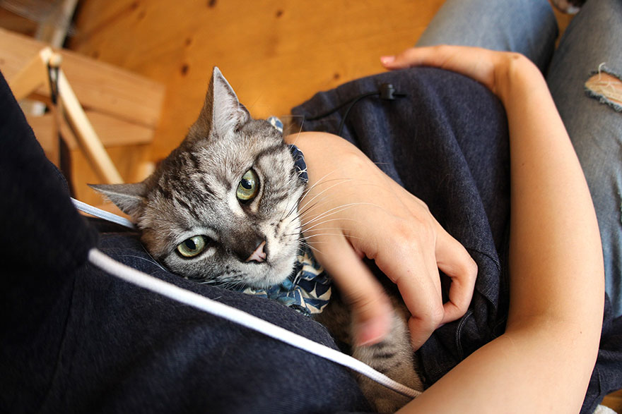 sudadera-bolsillo-gato-mewgaroo-unihabitat-2 (4)