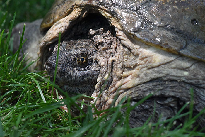 tortuga-atacada-destornillador-recuperada-tuttle (1)