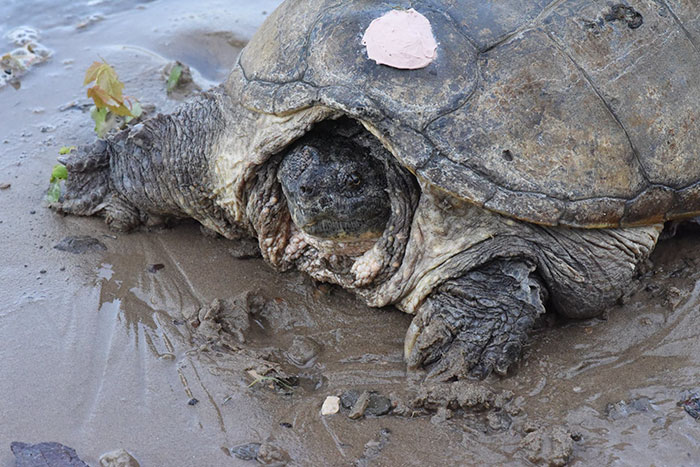 tortuga-atacada-destornillador-recuperada-tuttle (2)