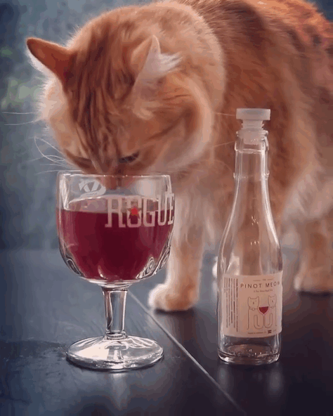 vino-nebeda-gatos-apollo-peak (1)